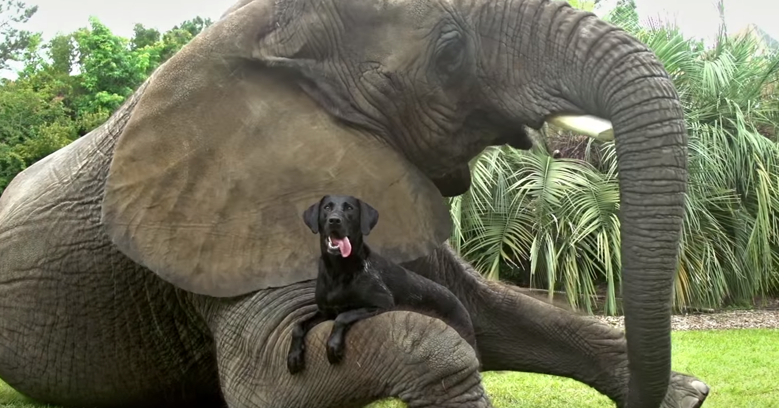 אם יגור זאב עם כבש אז למה אנחנו לא יכולים?