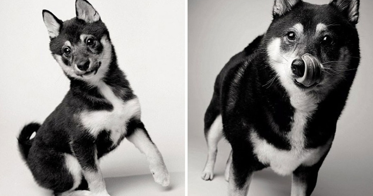 איך כלב נראה כשהוא מזדקן? פרויקט צילום מדהים של 20 שנה