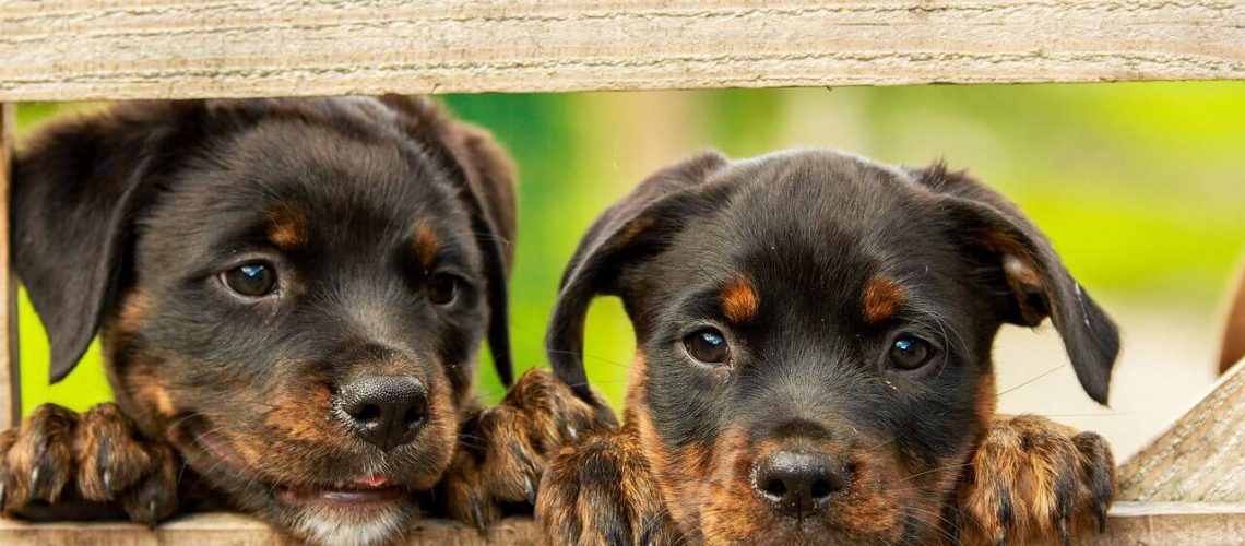 אוכל מומלץ לכלבים