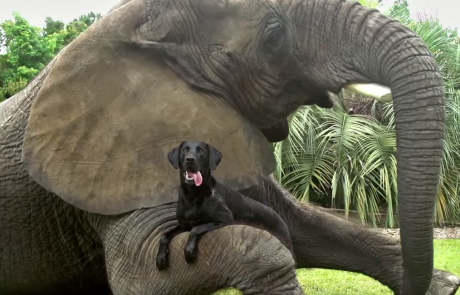 אם יגור זאב עם כבש אז למה אנחנו לא יכולים?