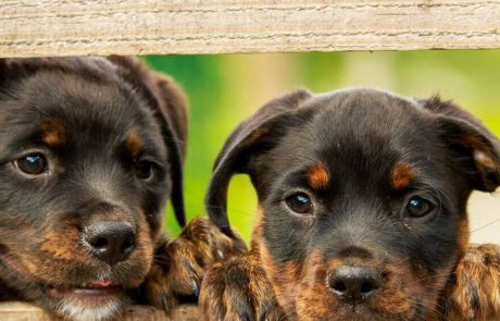 איזה אוכל כדי לתת לכלבים לאכול?